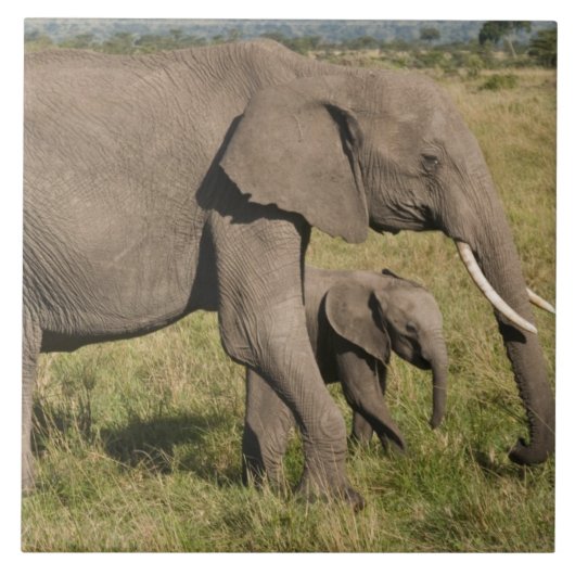 アフリカゾウと子供 (Loxodonta africana) タイル (正面)