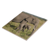 アフリカゾウと子供 (Loxodonta africana) タイル (側面)