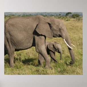 アフリカゾウと子供 (Loxodonta africana), ポスター