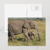 アフリカゾウと子供 (Loxodonta africana) ポストカード (正面/裏面)