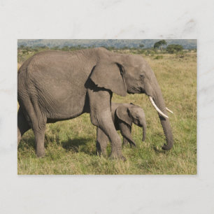 アフリカゾウと子供 (Loxodonta africana) ポストカード