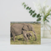 アフリカゾウと子供 (Loxodonta africana) ポストカード (スタンド正面)
