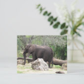 アフリカゾウのはがきの写真 ポストカード (スタンド正面)