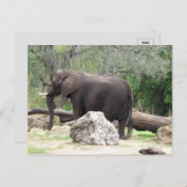 アフリカゾウのはがきの写真 ポストカード (正面/裏面)
