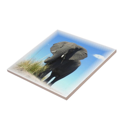 アフリカゾウのタイル タイル (側面)