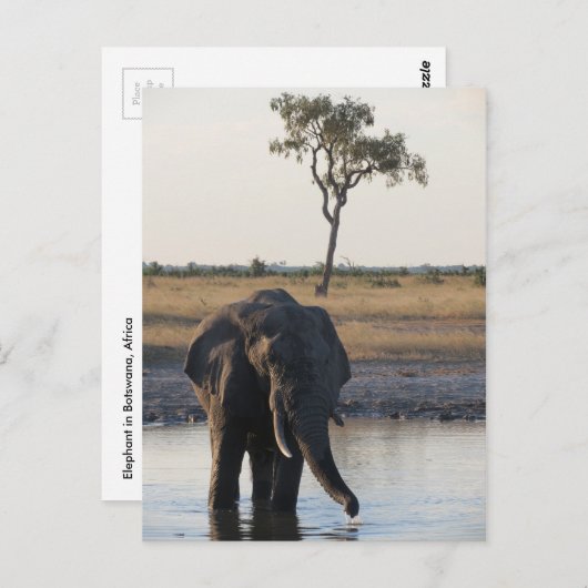 アフリカゾウのポストカード ポストカード (正面/裏面)