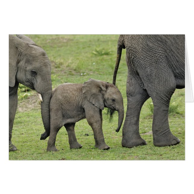 アフリカゾウのメスと子供 (正面横)