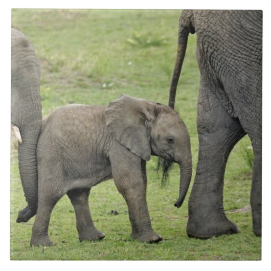アフリカゾウのメスと子供 タイル (正面)