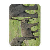 アフリカゾウのメスと子供 マグネット (縦)