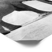 アフリカゾウのモノクロ写真 ポスター (角)