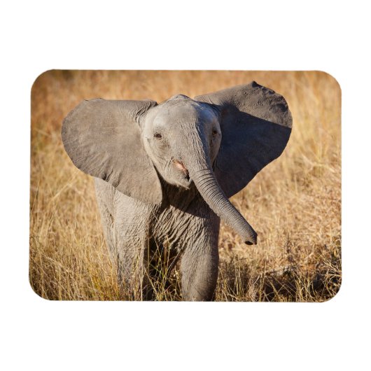 アフリカゾウの子 マグネット (横)