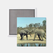 アフリカゾウの戦闘 マグネット (正面/裏面)