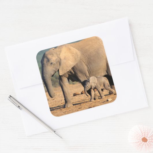 アフリカゾウの母親と子牛の動き スクエアシール (封筒)