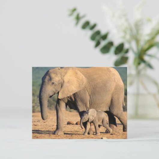 アフリカゾウの母親と子牛の動き ポストカード (スタンド正面)