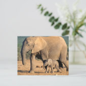 アフリカゾウの母親と子牛の動き ポストカード (スタンド正面)