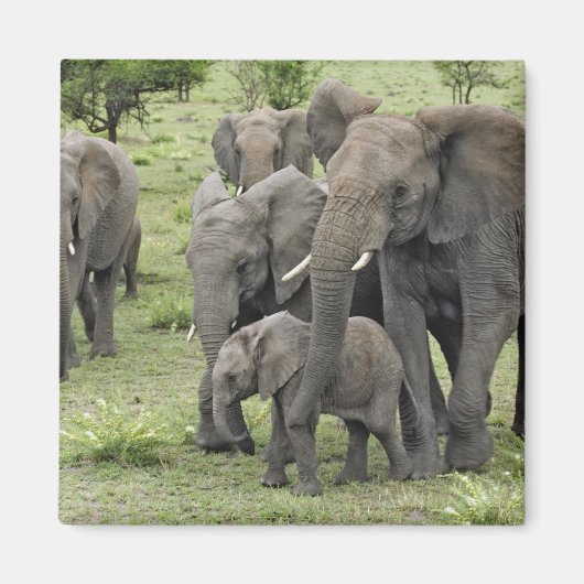 アフリカゾウの群れ マグネット (正面)