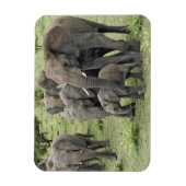 アフリカゾウの群れ マグネット (縦)