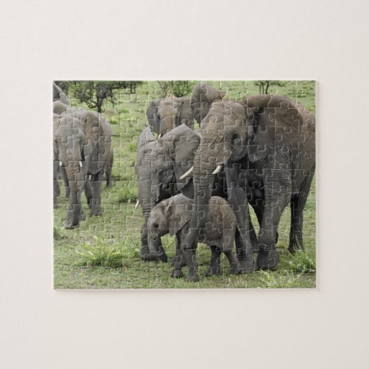 アフリカゾウの群れ, Loxodonta africana, 2 ジグソーパズル (横)