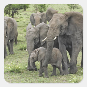 アフリカゾウの群れ, Loxodonta africana, 2 スクエアシール