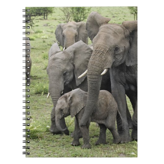 アフリカゾウの群れ, Loxodonta africana, 2 ノートブック (正面)