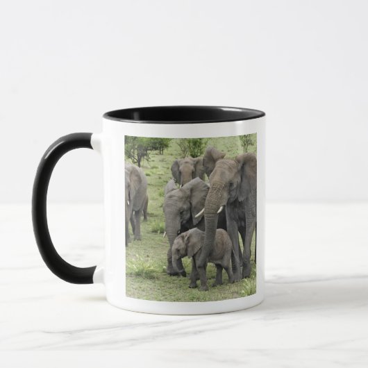 アフリカゾウの群れ, Loxodonta africana, 2 マグカップ (左)