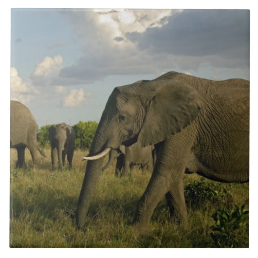 アフリカゾウの草食, Loxodonta africana, タイル (正面)