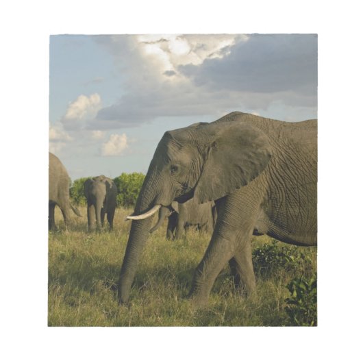 アフリカゾウの草食, Loxodonta africana, ノートパッド (正面)