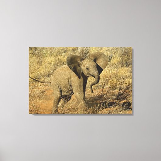 アフリカゾウの赤ちゃん、Loxodonta Africana、 キャンバスプリント (正面)