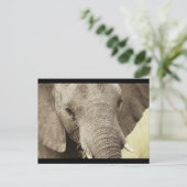 アフリカゾウの野生動物サファリポストカード ポストカード (スタンド正面)