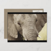 アフリカゾウの野生動物サファリポストカード ポストカード (正面/裏面)