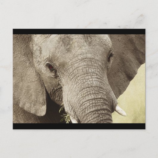 アフリカゾウの野生動物サファリポストカード ポストカード (正面)