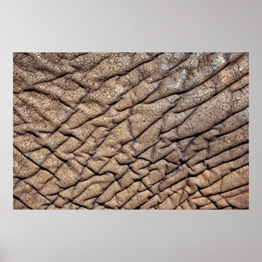 アフリカゾウの隠れ家 ポスター (正面)