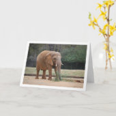 アフリカゾウインパーク カード (黄色い花)