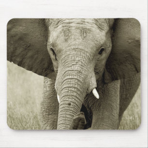アフリカゾウ充満、野性生物のサファリのmousepads マウスパッド