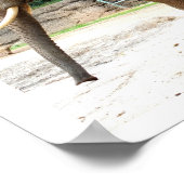 アフリカゾウ動物 ポスター (角)