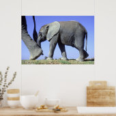 アフリカゾウ子牛 ポスター (キッチン)