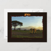 アフリカゾウ系 ポストカード (正面/裏面)