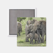 アフリカゾウ群 マグネット (正面/裏面)