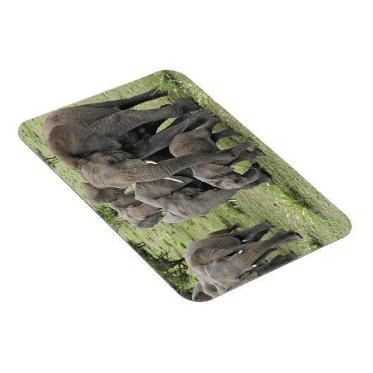 アフリカゾウ群 マグネット (右側)