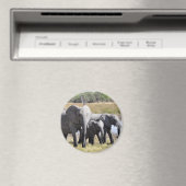 アフリカゾウ群 マグネット (インサイチュ (食洗機))
