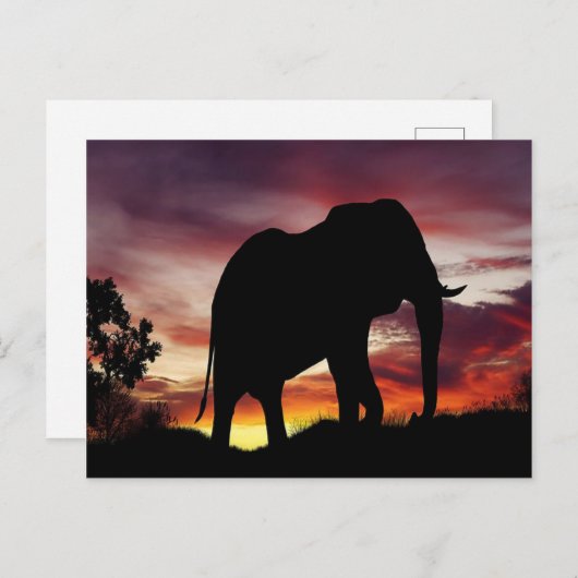 アフリカゾウ葉書 ポストカード (正面/裏面)