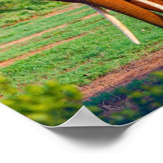 アフリカゾウ野生動物の写真 ポスター (角)