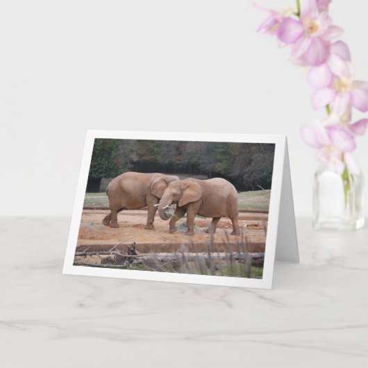 アフリカゾウ カード (蘭)