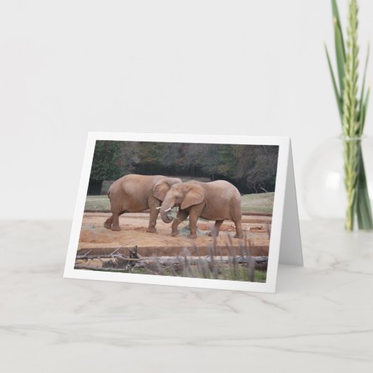 アフリカゾウ カード (正面)