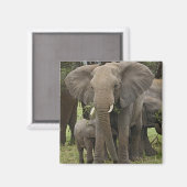 アフリカゾウ | ヘルド マグネット (正面/裏面)