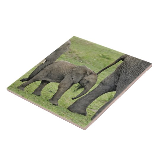 アフリカゾウ(ベビー) タイル (側面)
