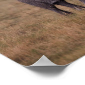 アフリカゾウ(ベビー) ポスター (角)