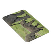 アフリカゾウ(ベビー) マグネット (右側)