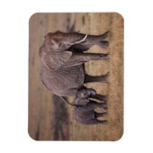 アフリカゾウ(ベビー) マグネット (縦)
