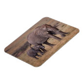 アフリカゾウ(ベビー) マグネット (左側)